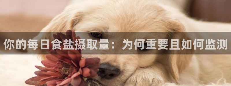 威九国际的演员