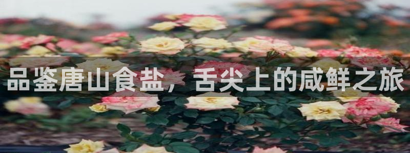 威九国际APP那个地方